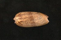 藏品(平瀨榧螺)的圖片